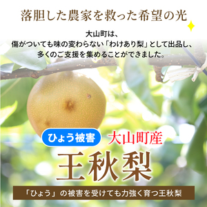 DS-27【訳あり梨】「ひょう」の被害を受けても力強く育つ王秋梨