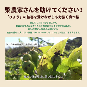 DS-27【訳あり梨】「ひょう」の被害を受けても力強く育つ王秋梨