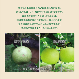 DS-27【訳あり梨】「ひょう」の被害を受けても力強く育つ王秋梨