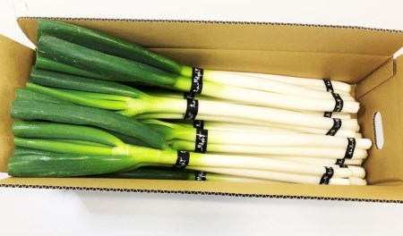 MS-28　大山の純白ねぎ（3㎏）