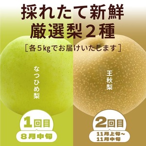 DS-23 梨食べ比べ定期便（2回コース）