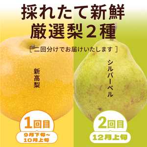 YN-06　和梨・洋梨　食べ比べ　定期便