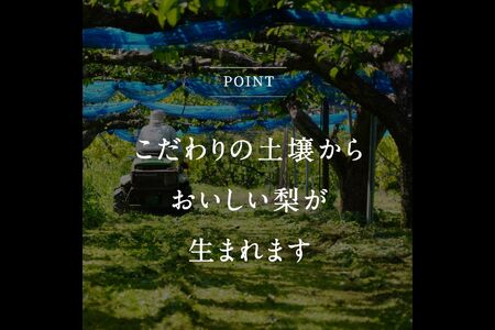 鳥取県南部町産　井田農園の新興[梨]（3kg箱）＜10月～出荷予定＞ 氷温保存