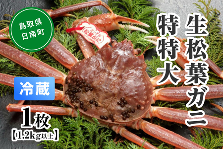 【先行予約】【離島発送不可】活松葉ガニ 特特大 【1枚・1.2kg以上】 川口商店 松葉ガニ 松葉がに かに 蟹 カニ 鳥取県境港