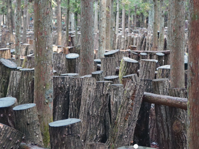 しいたけ醤油 奥大山醤油1本 / SAC中尾 椎茸屋 0789