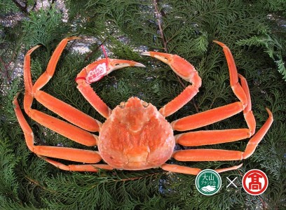 茹で松葉がに約750g×1枚(大山ブランド会)カニ 蟹 米子高島屋 92-BI2 0895