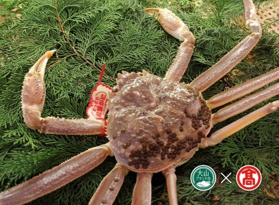 茹で松葉がに約750g×1枚(大山ブランド会)カニ 蟹 米子高島屋 92-BI2 0895