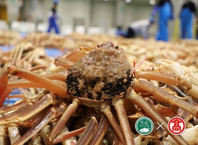 茹で松葉がに約750g×1枚(大山ブランド会)カニ 蟹 米子高島屋 92-BI2 0895