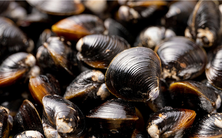 しじみ 超希少！特大粒プレミアムサイズ 宍道湖産冷凍大和しじみ 特大粒500g×4袋 島根県松江市/平野缶詰有限会社[ALBZ020] しじみ しじみ