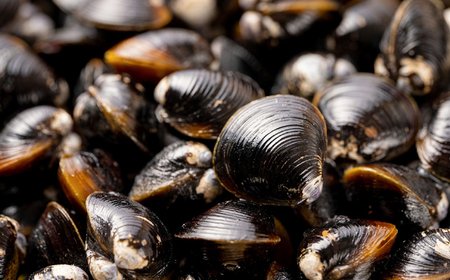 しじみ 新鮮採れたて！宍道湖産活大和しじみ特大粒3kg(砂はき済み) 島根県松江市/平野缶詰有限会社[ALBZ024] しじみ しじみ