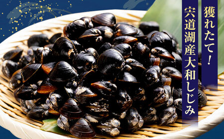 しじみ 島根のうまいもんセット！宍道湖産冷凍大和しじみ　M500g×2　山陰沖産のどぐろ一夜干し100g以上×2 島根県松江市/平野缶詰有限会社[ALBZ029] しじみ しじみ