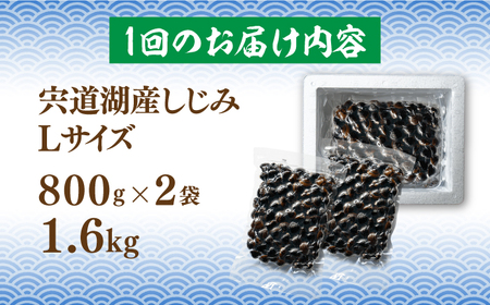 しじみ 【全12回定期便】宍道湖産 冷凍大和しじみ 砂抜き済 Lサイズ800×2袋(1.6kg) 島根県松江市/しじみ市場株式会社[ALDK008] しじみ しじみ