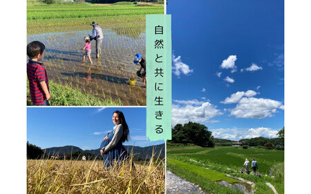 【令和7年度 新米】【数量限定】米 松江市産きぬむすめ10kg 受賞歴有 米 島根県松江市/有限会社原田米穀 | きぬむすめ 10kg 無洗米 残留農薬不検出[ALBW011] 米 米