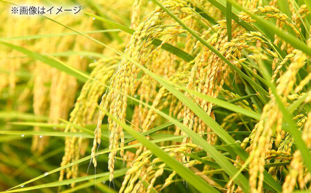 【令和7年産】【新米】島根が誇るブランド米！仁多米「にたひかり」20kg（5kg×4） 〜生産者限定米〜 島根県松江市/有限会社藤本米穀店[ALCG029]