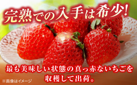 【数量限定100セット】島根県松江市「のつ農園」　完熟いちご「福富アダージョベリー」　12個入り 島根県松江市/山陰中央テレビジョン放送株式会社[ALFI003]