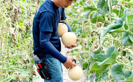 【先行予約】ご縁玉 ゴールデンパールメロン1.3kg×1玉 島根県松江市/有限会社安藤農園[ALID010]