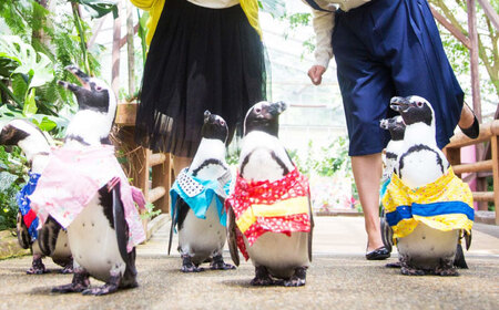 松江フォーゲルパーク入園券(大人2名様分) 島根県松江市/株式会社一畑パーク[ALHY001]