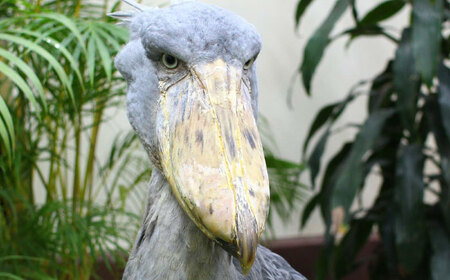 松江フォーゲルパーク入園券(大人2名様分) 島根県松江市/株式会社一畑パーク[ALHY001]