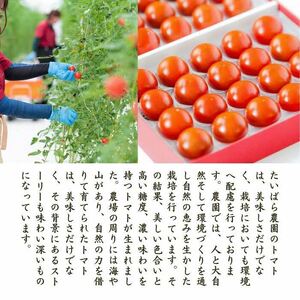 島根県産　海辺のトマトパック　1.5kg　【11～3月限定】　041-03