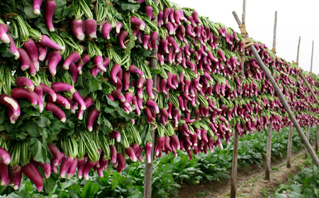 漬物 津田かぶぬか漬(樽入り)2kg 島根県松江市/有限会社土江本店[ALBL004] 漬物 漬物