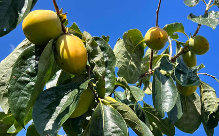 柿 【先行予約】【12月中旬より順次発送】優しい香りと、もっちり食感が◎ 百市のほし柿 16個入 島根県松江市/百市農園[ALDL003] 柿 柿