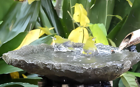 野鳥 来待石製バードバス(中型) 島根県松江市/来待石灯ろう協同組合[ALAN006] 野鳥 野鳥