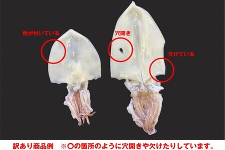 【訳アリ】白いか一夜干し （70g～150gｘ6～10枚） 訳アリ 小分け いか 白いか 個包装 一夜干し 産地直送 おつまみ【136_1984】