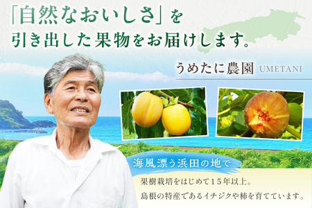 【先行予約】山陰浜田の無花果「キング」ほか果物5種セット【定期便】【113_2065】