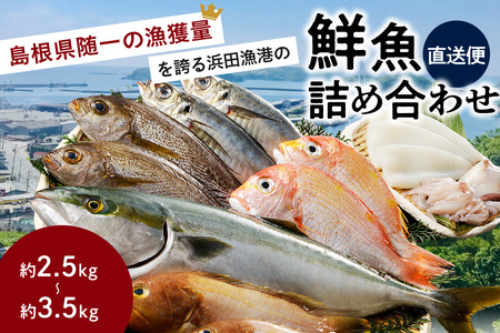 この男に任せてみませんか～浜田の旨い鮮魚直送便～ 海鮮 鮮魚 詰め合わせ セット おまかせ 人気 お取り寄せ 【12】