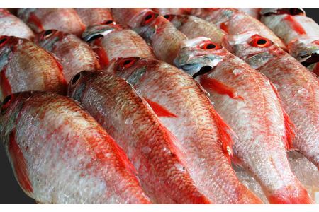 干さない干物極上のどぐろ Fセット 魚介類 魚貝類 魚 干物 干もの 一夜干し 御中元 御歳暮 ギフト 新鮮 厳選 海鮮 セット 個包装 【097_0736】