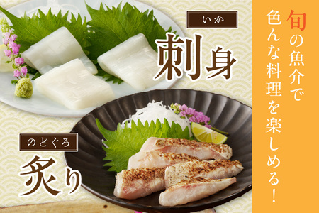 【定期便】季節の鮮魚セット年6回コース 定期便 6回 鮮魚 お任せ お取り寄せ 魚介 鮮魚 セット 下処理済み 【096_1695】