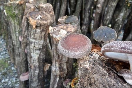 原木乾しいたけ 干ししいたけ 椎茸 乾物 干し 乾燥しいたけ きのこ 原木栽培 原木椎茸 原木しいたけ 肉厚しいたけ 【010_1944】