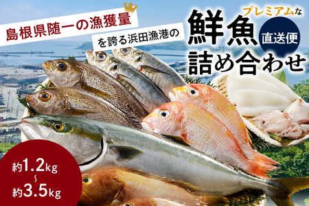 浜田のプレミアム鮮魚～この男シリーズ～ 海鮮 鮮魚 詰め合わせ セット おまかせ 人気 お取り寄せ 【855】