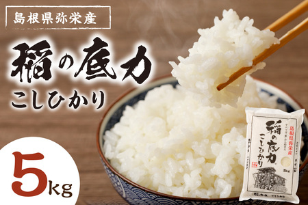 【令和7年産】浜田市産「稲の底力こしひかり」5kg 米 お米 こしひかり 生活応援 応援 準備 5キロ 1等米 【197_1955】