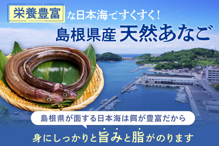 浜田のあなご堪能セット 時短 穴子 魚介類 魚貝類 海の幸 蒲焼 簡単調理 レンジでチン 湯煎 小分け セット 詰め合わせ 【156_2011】