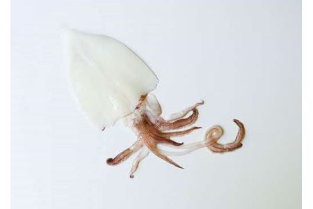 山陰浜田極味 シロイカ(ケンサキイカ)一夜干し5枚入り【164_1826】