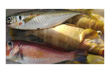 創業令和3年！何十年ぶりに浜田で鮮魚店誕生◎気合の入った刺身魚3種セット◎ 鮮魚詰め合わせ 鮮魚 お任せ セット 刺身 ブロック 冷凍 厳選 産地直送 お取り寄せ 真空 海鮮 魚介類 【171_1639】