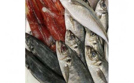 旬の鮮魚1.2～3.5kgつめあわせ◎創業令和3年の鮮魚屋さん厳選セット 魚介類 鮮魚 海産物 魚 詰合せ 旬 セット 【171_1641】