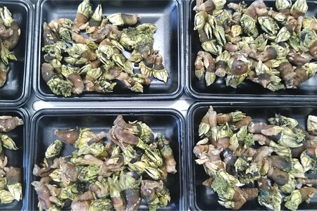 旬の鮮魚1.2～3.5kgつめあわせ◎創業令和3年の鮮魚屋さん厳選セット 魚介類 鮮魚 海産物 魚 詰合せ 旬 セット 【171_1641】