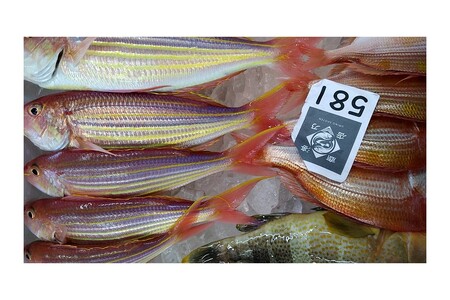 旬の鮮魚1.2～3.5kgつめあわせ◎創業令和3年の鮮魚屋さん厳選セット 魚介類 鮮魚 海産物 魚 詰合せ 旬 セット 【171_1641】