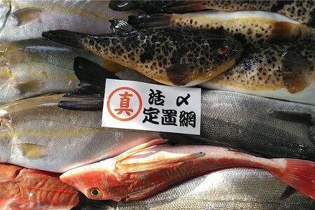 旬の鮮魚1.2～3.5kgつめあわせ◎創業令和3年の鮮魚屋さん厳選セット 魚介類 鮮魚 海産物 魚 詰合せ 旬 セット 【171_1641】