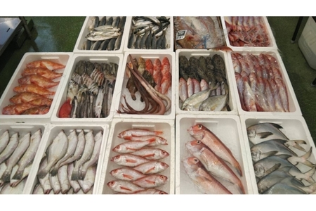 旬の鮮魚1.2～3.5kgつめあわせ◎創業令和3年の鮮魚屋さん厳選セット 魚介類 鮮魚 海産物 魚 詰合せ 旬 セット 【171_1641】