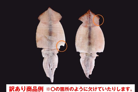 【訳あり】 するめいか一夜干し（１２０g～１８０gｘ６枚） 魚介類 いか するめいか 一夜干し 加工品 おつまみ 訳あり ふるさと納税 するめいか 【1837】