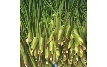 出雲國マコモタケ（生） 1kg 出雲市産　【2026年9月上旬以降発送】