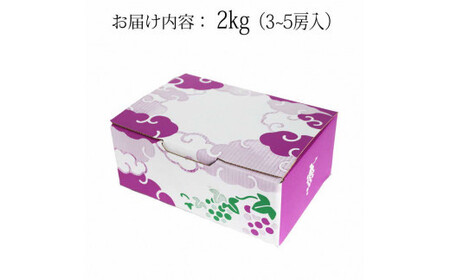 【2026年8月中旬以降発送】[農家直送]厳選ブラックビート2kg箱（3～5房）[持田農園]