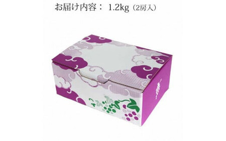 【2026年8月発送】[農家直送]厳選シャインマスカット1.2kg箱（8月出荷）[持田農園]