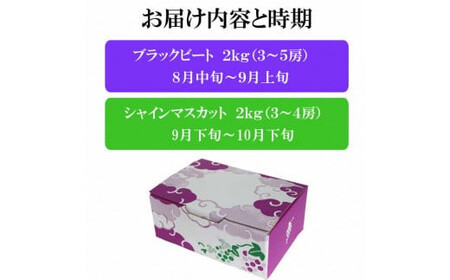 【2026年8月中旬以降発送】【2回定期便】【農家直送】厳選シャインマスカットとブラックビートの定期便