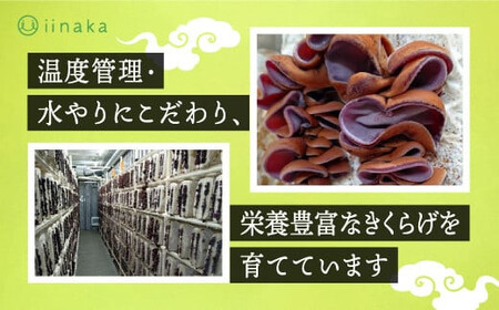 出雲市産生きくらげ