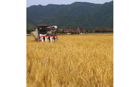 茶三代一　出雲産むぎ茶（10g×30包）×5袋