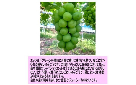 「できるだけ有機に近い形で栽培したい」 桑本農園のシャインマスカット　1.2kg（600g前後×2房）